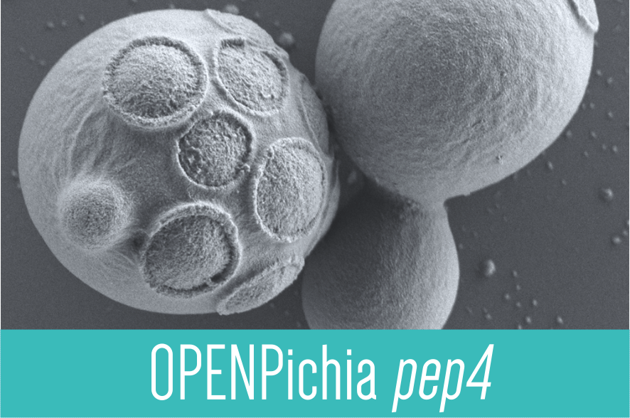 OPENPichia - OPENPichia strains
