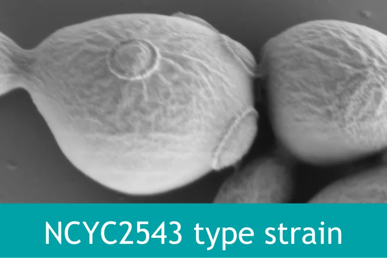 NCYC 2543 type strain