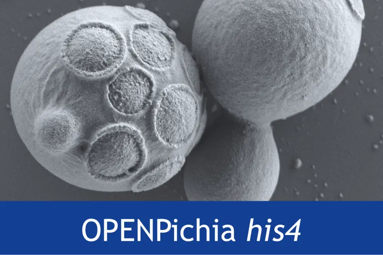 OPENPichia his4