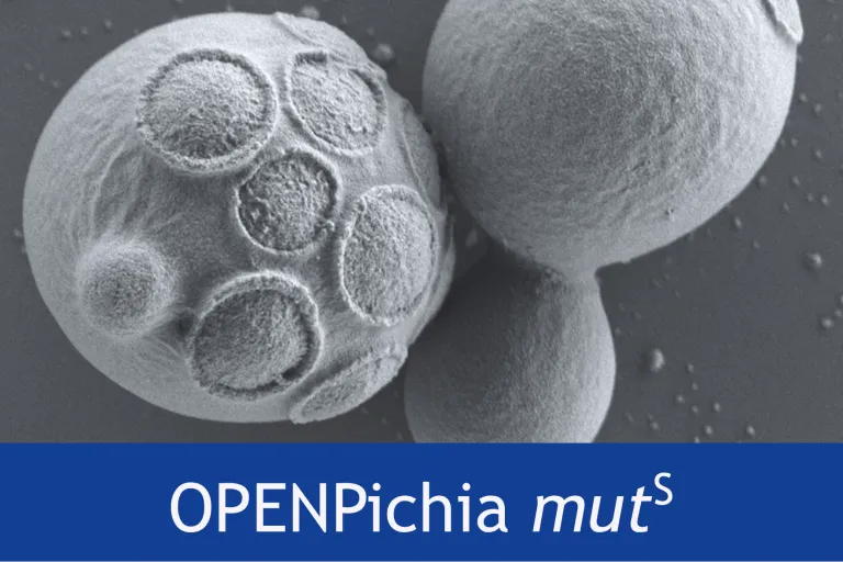 OPENPichia mutS