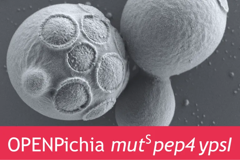 OPENPichia mutS pep4 yps1