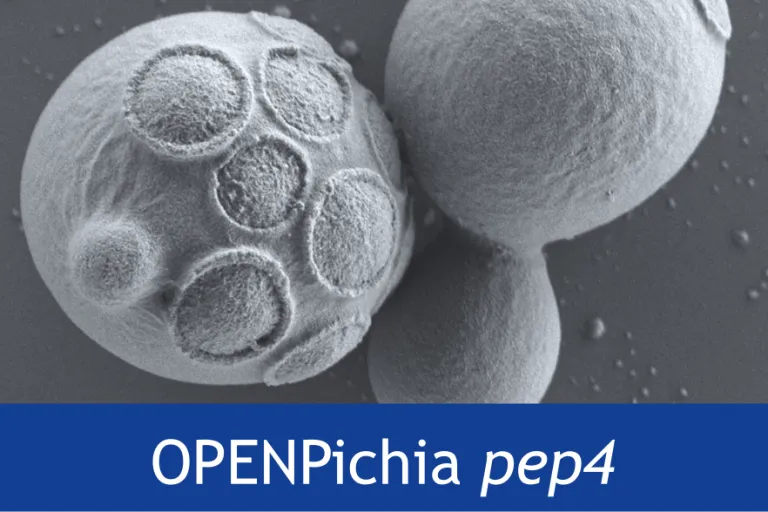 OPENPichia pep4