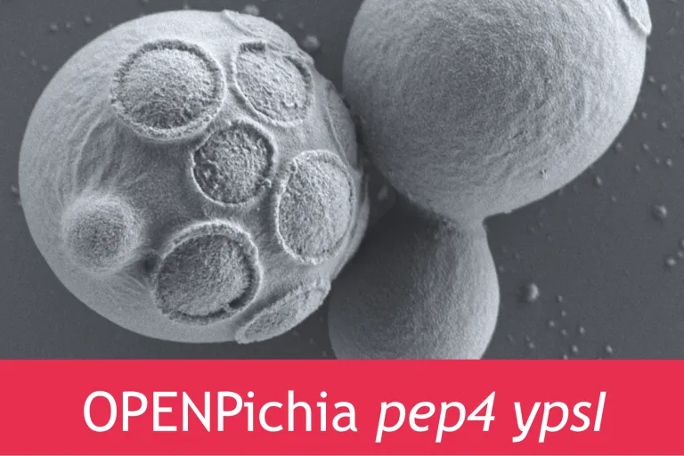 OPENPichia pep4 yps1