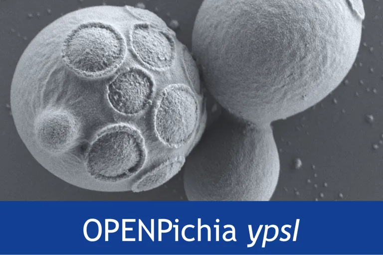OPENPichia yps1